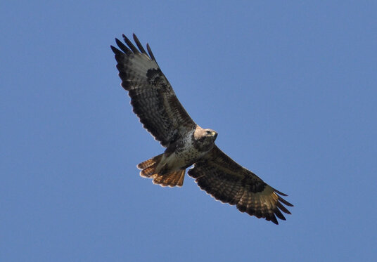 Buzzard over the coast
