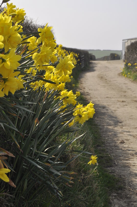Daffodils at Dizzard Farm
