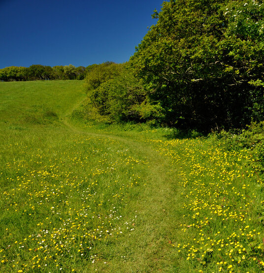 Footpath at Dizzard