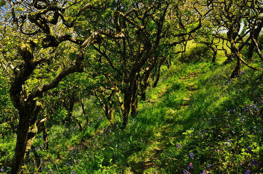 Ancient twisted oaks in Dizzard forest