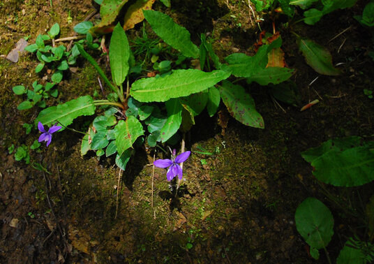 Wild violets near Chipman Strand