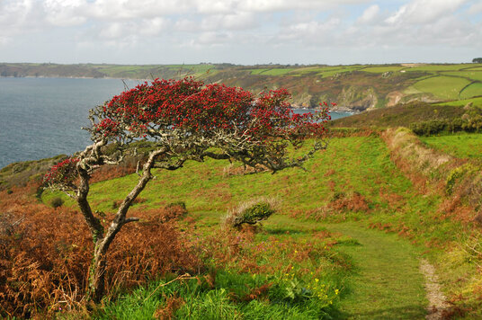 Hawthorn tree at Dodman Point, Mevagissey