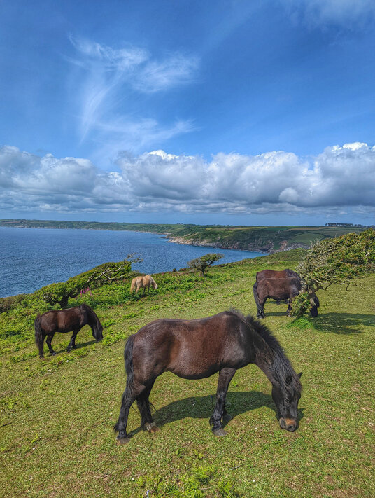 Ponies near Hemmick Beach
