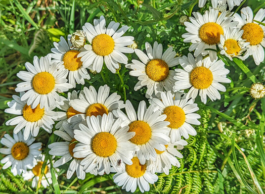 Oxeye Daisy