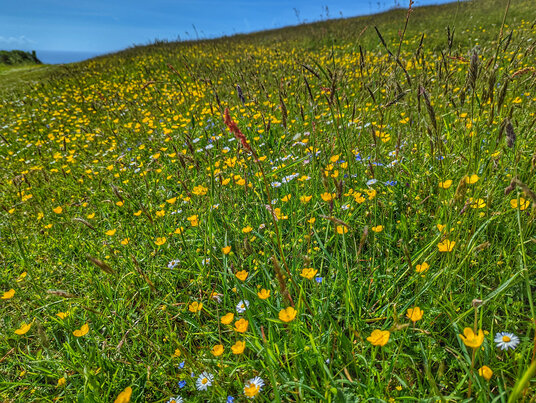 Wildflowers at Dodman Point