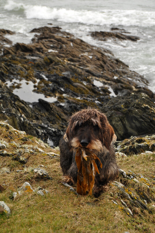 Friendly dog at Portscatho