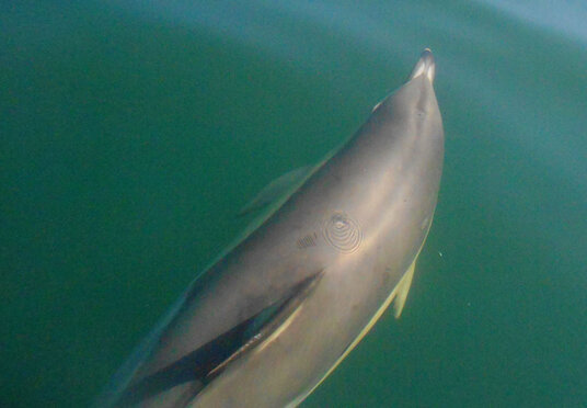 Common Dolphin near Trebarwith Strand