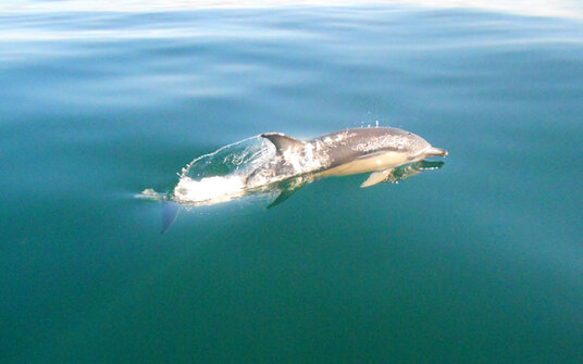 Common Dolphin at Trebarwith Strand