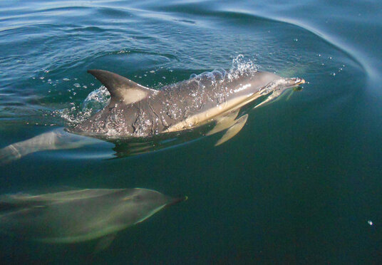 Dolphins off Trebarwith Strand