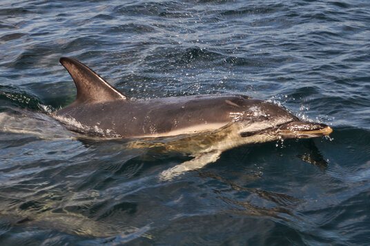 Common Dolphin off The Rumps