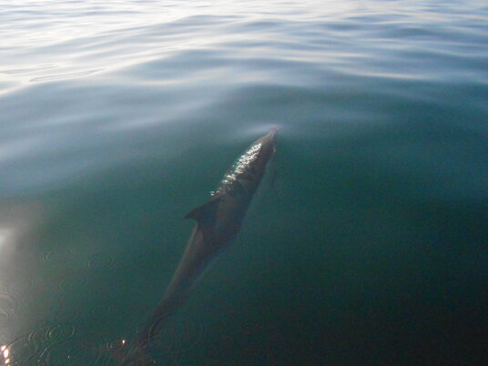 Common Dolphin at Trebarwith Strand