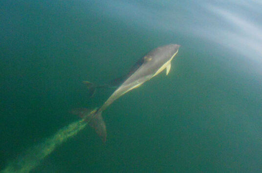 Dolphins off Trebarwith Strand