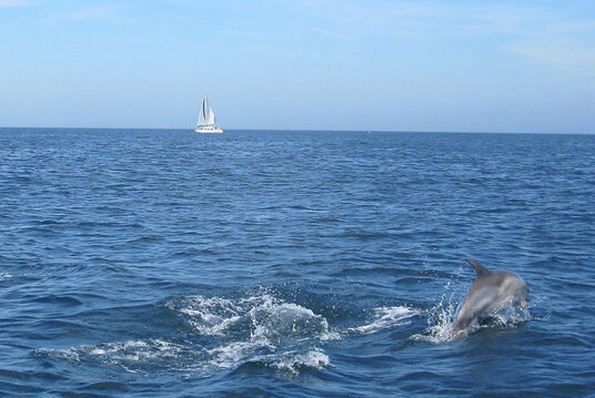 Dolphins breaching near The Rumps, Cornwall