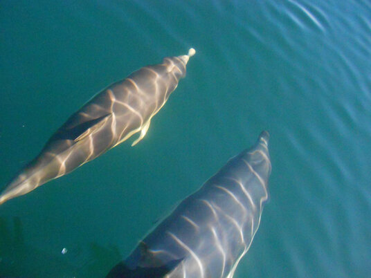 Dolphins off Trebarwith Strand