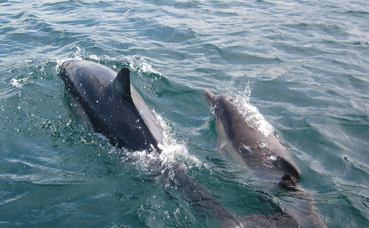 Dolphins off Pentire Point