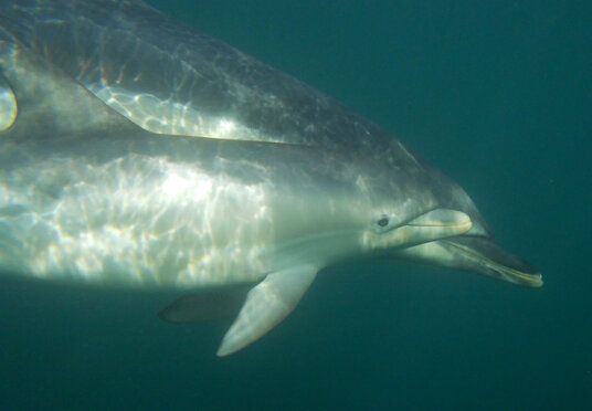 Common dolphins near The Rumps