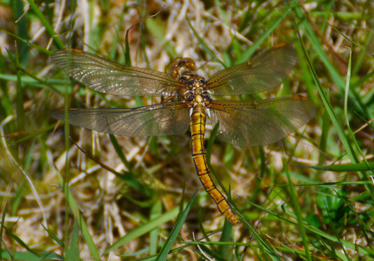 Dragonfly on the moorland marshes