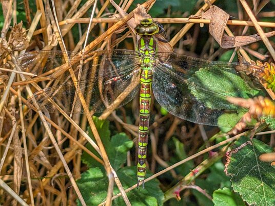 Dragonfly