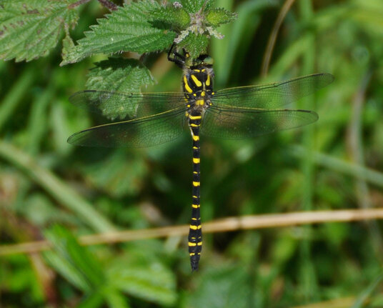 Dragonfly beside the path on Roscarrock hill