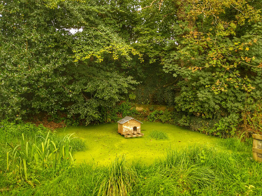 Duck pond at Bodgate
