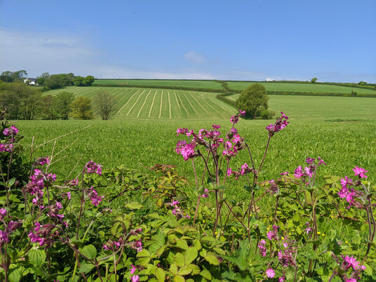 Countryside near Duloe