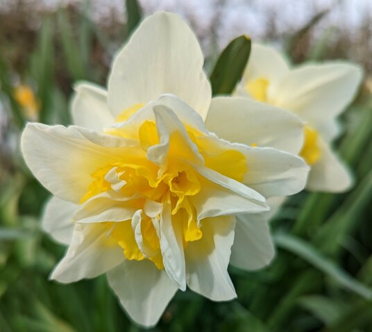 Daffodil on the road to Duloe