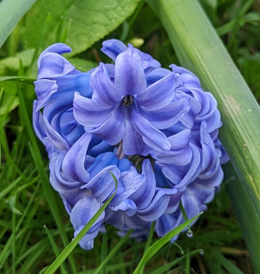 Hyacinth at Duloe