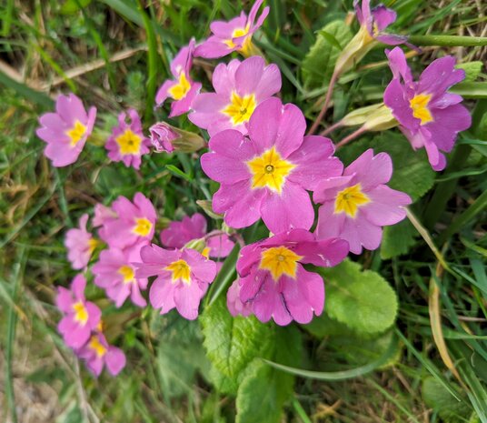 Primroses on the road to Duloe