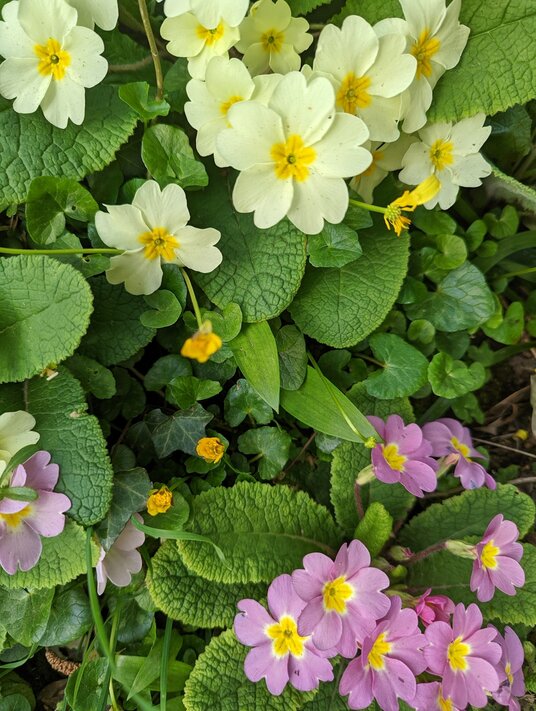 Primroses at Duloe