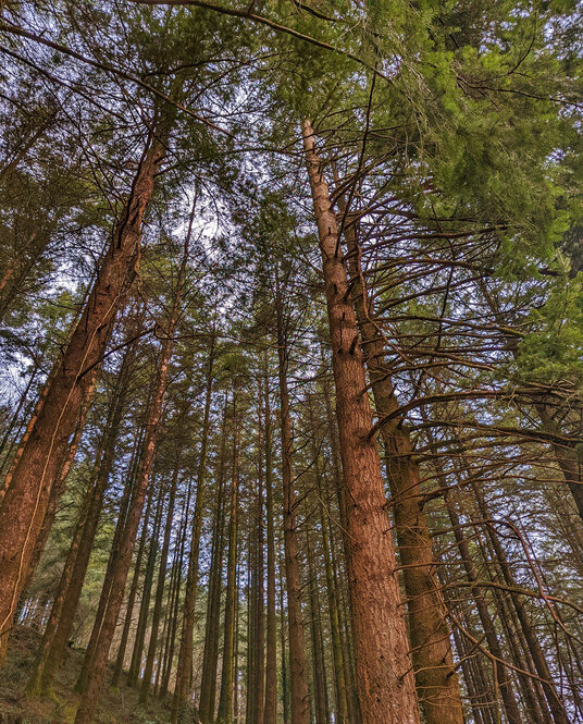 Woodland near Herodsfoot