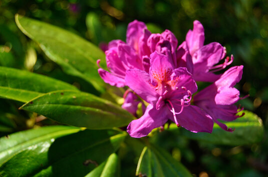 Rhododendron flowers on the Camel Trail