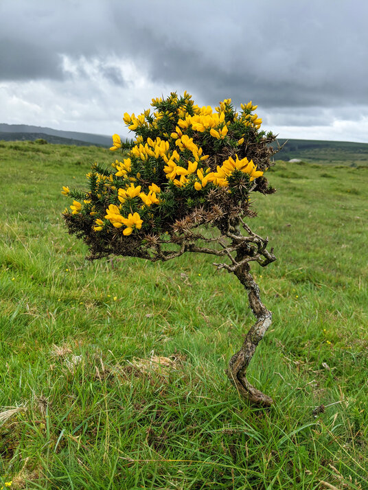 Gorse bush on East Moor