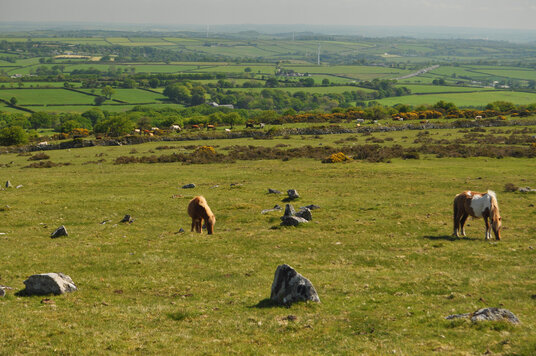 Horses on East Moor