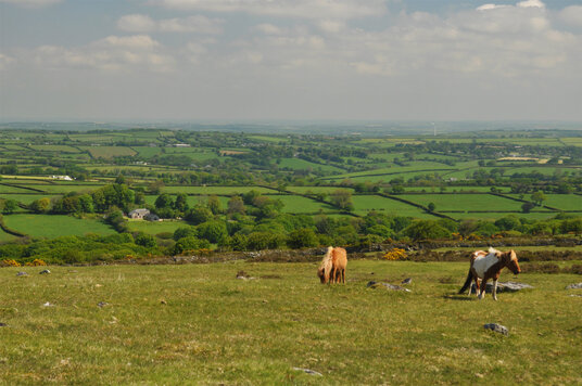 Horses on East Moor