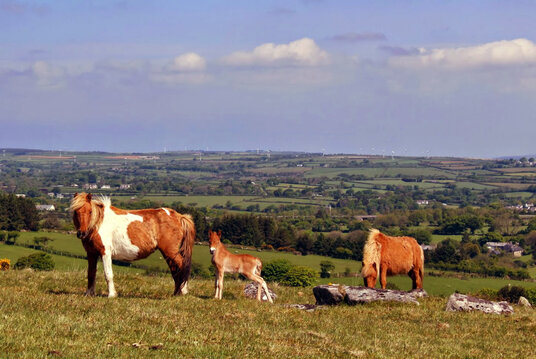 Foal on East Moor