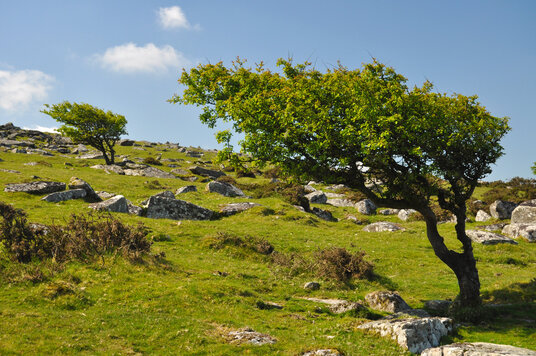 Wind-blown trees on East Moor