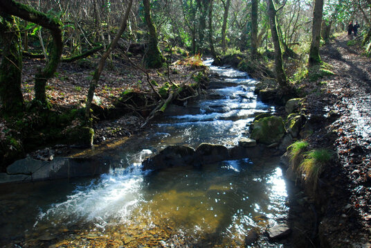 Stream in East Wood