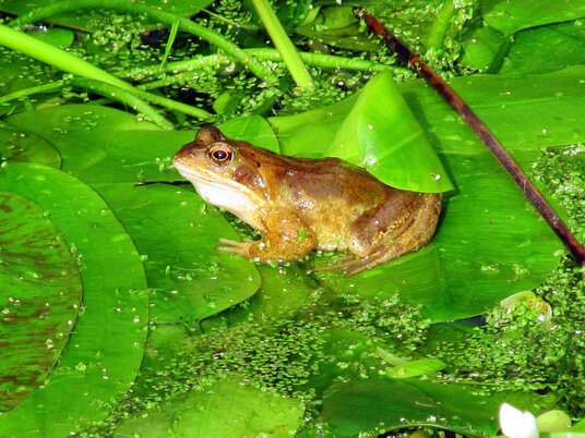 Frog at Eden