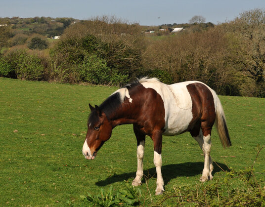 Horse beside the path at Eden