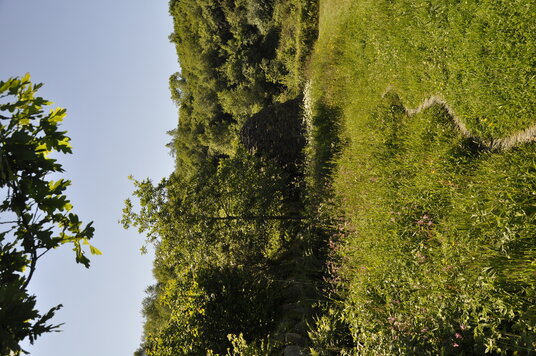 Wildflower areas on the edge of Eden