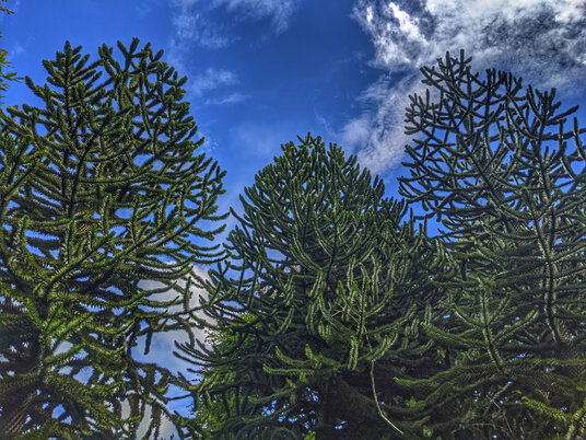 Monkey Puzzle Tree
