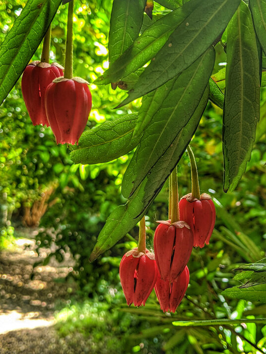 Trailing Abutilon