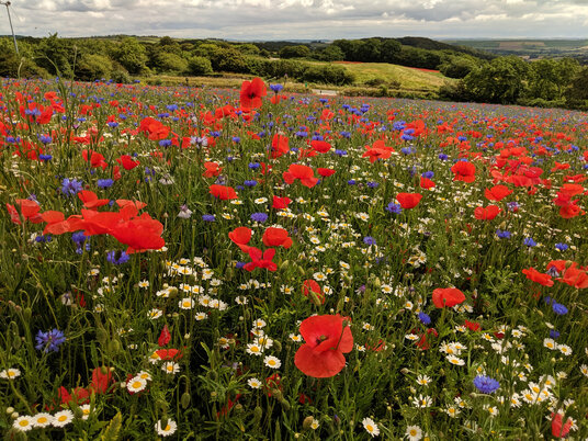 Wildflowers at Eden