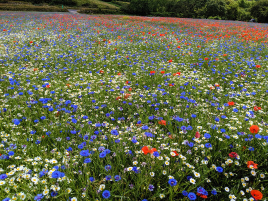 Wildflowers at Eden