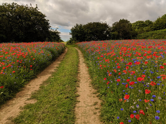 Wildflowers at Eden