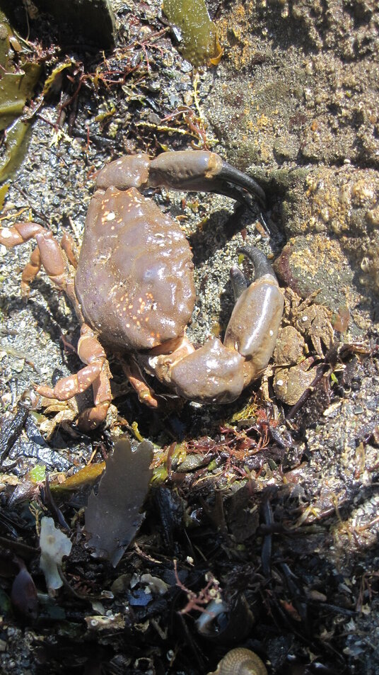 Edible crab on the beach