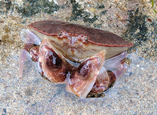 Edible Crab in a Rockpool