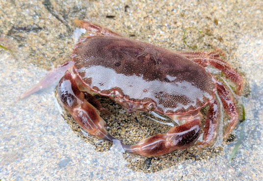 Edible Crab in a Rockpool