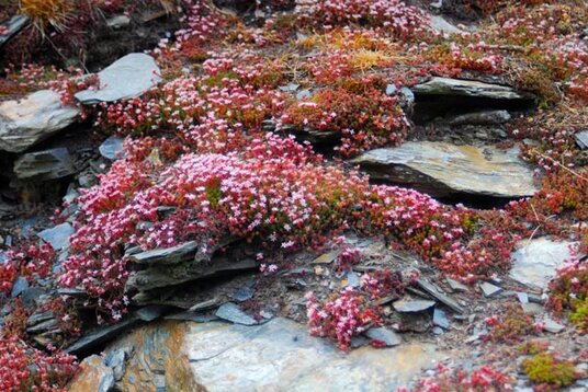Stonecrop flowers in the Prince of Wales Quarry