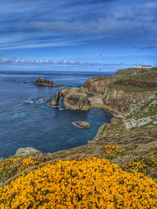 Gorse at Enys Dodnan